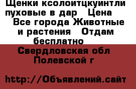 Щенки ксолоитцкуинтли пуховые в дар › Цена ­ 1 - Все города Животные и растения » Отдам бесплатно   . Свердловская обл.,Полевской г.